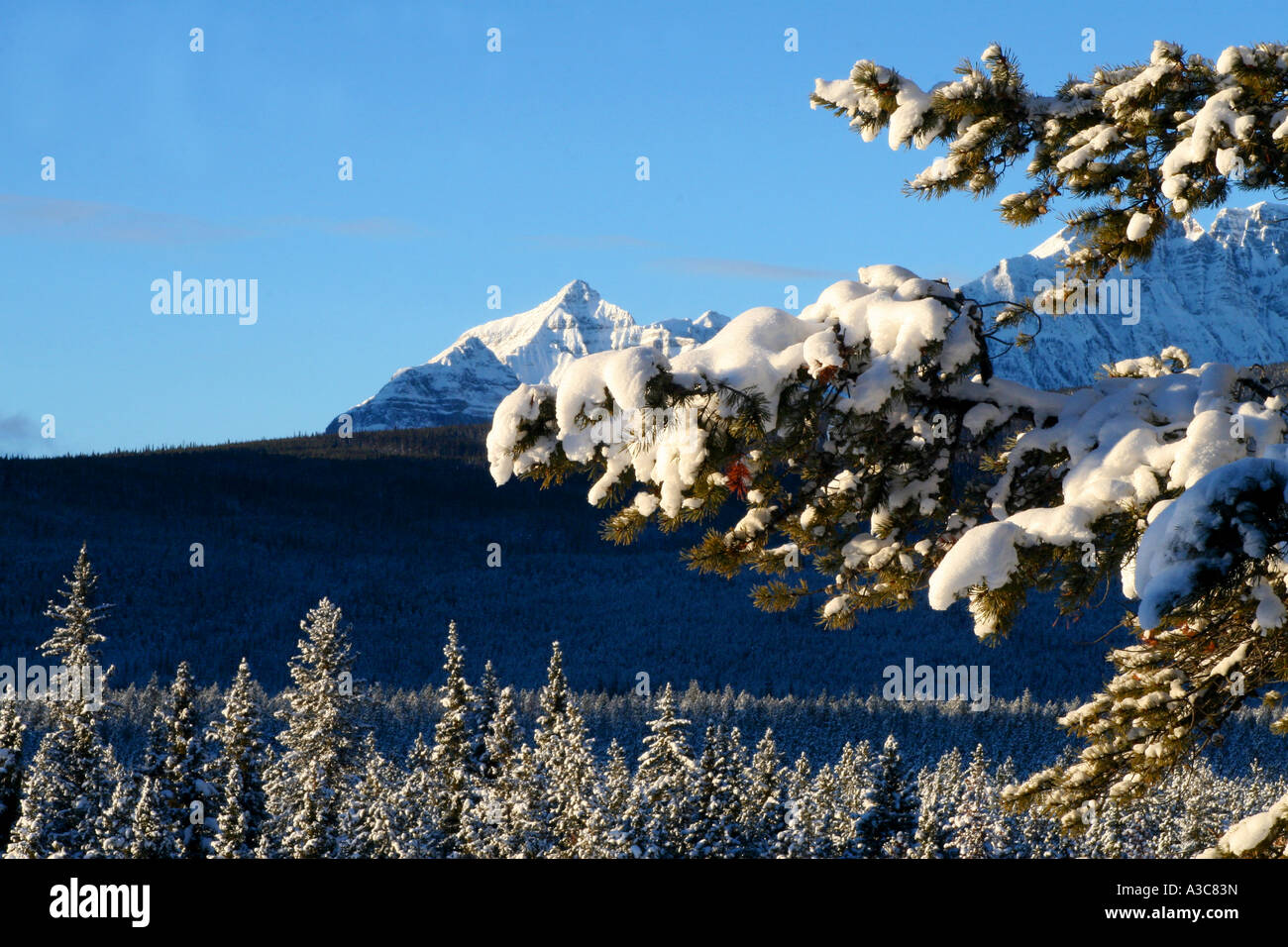 IMMERGRÜNE Bäume und den Rocky Mountains, Banff Nationalpark, Kanada Stockfoto