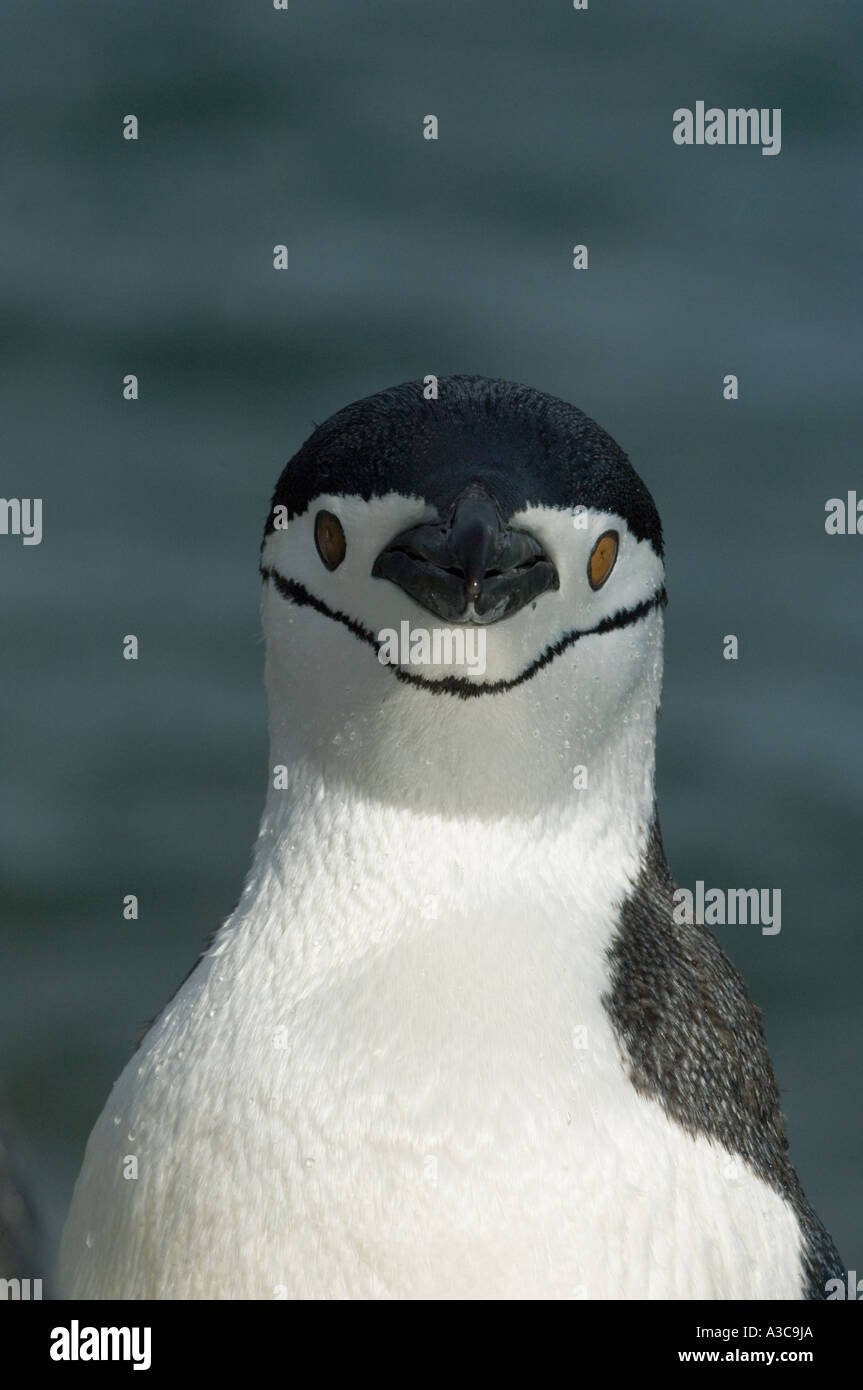 South Georgia Island wilde Porträt Pinguin ZÜGELPINGUINEN (Pygoscelis Antarctica) Stockfoto