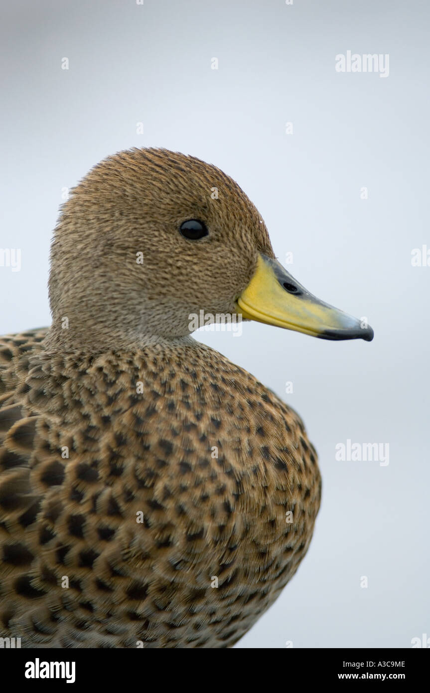 South Georgia Pintail (Anas Georgica) endemisch South Georgia Island wilde Cooper Bay Stockfoto