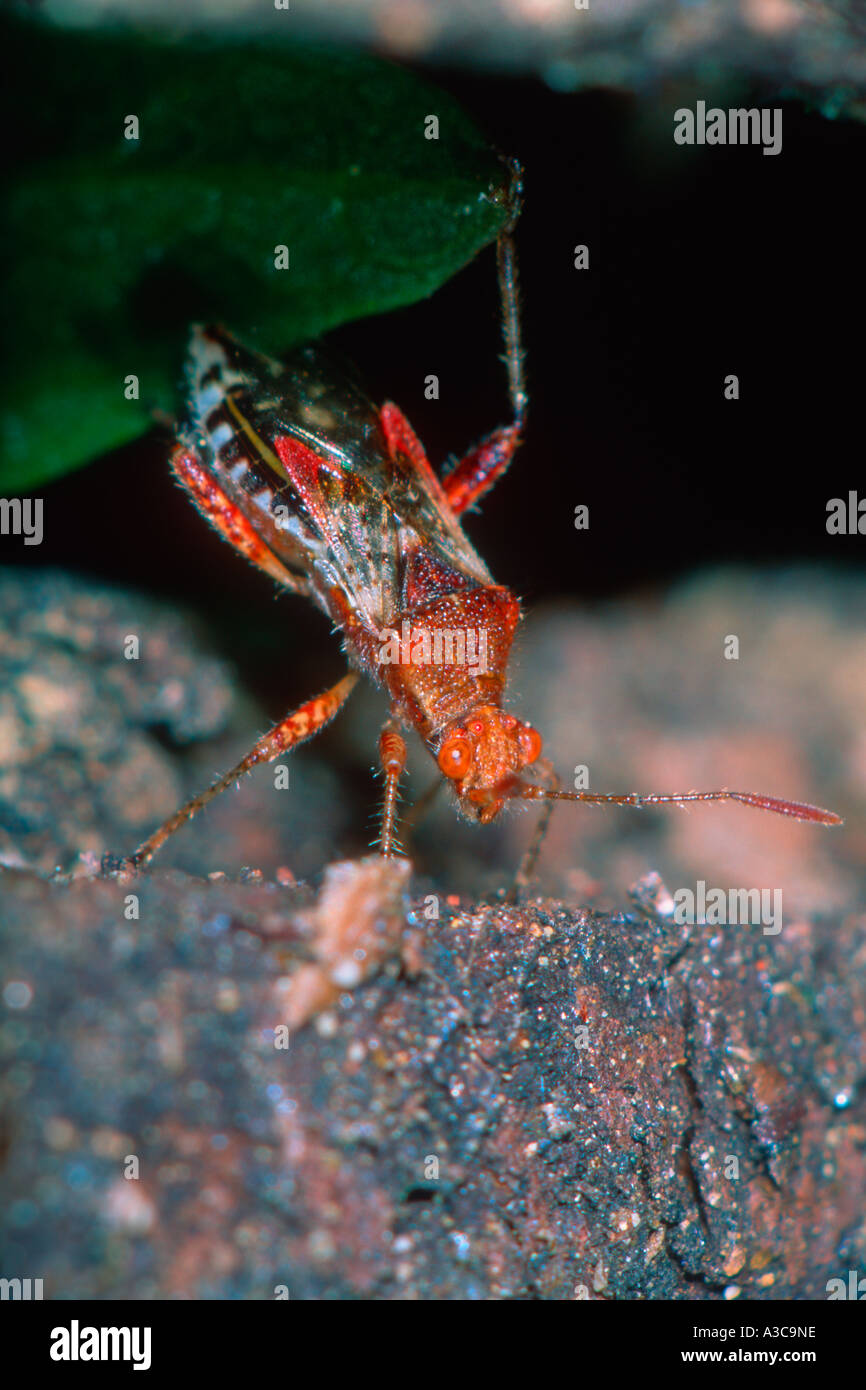 Mirid Bug, Familie Miridae Stockfoto