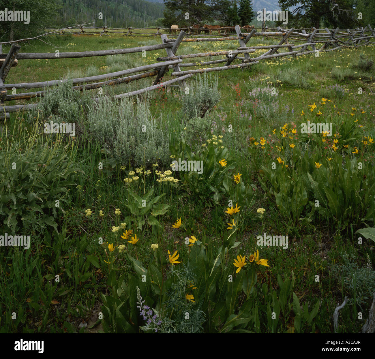 Holzzaun, Wyoming Stockfoto