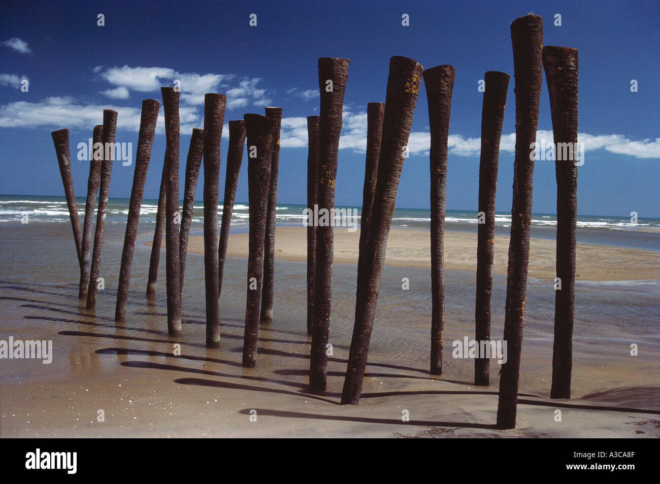 Zwanzig umgedrehte Palmenstämme lustiger ungewöhnlicher Humor seltsamer Karaikal indischer Strand Sand Meer Blau Himmel weiß Wolken Indien Konzept Stockfoto
