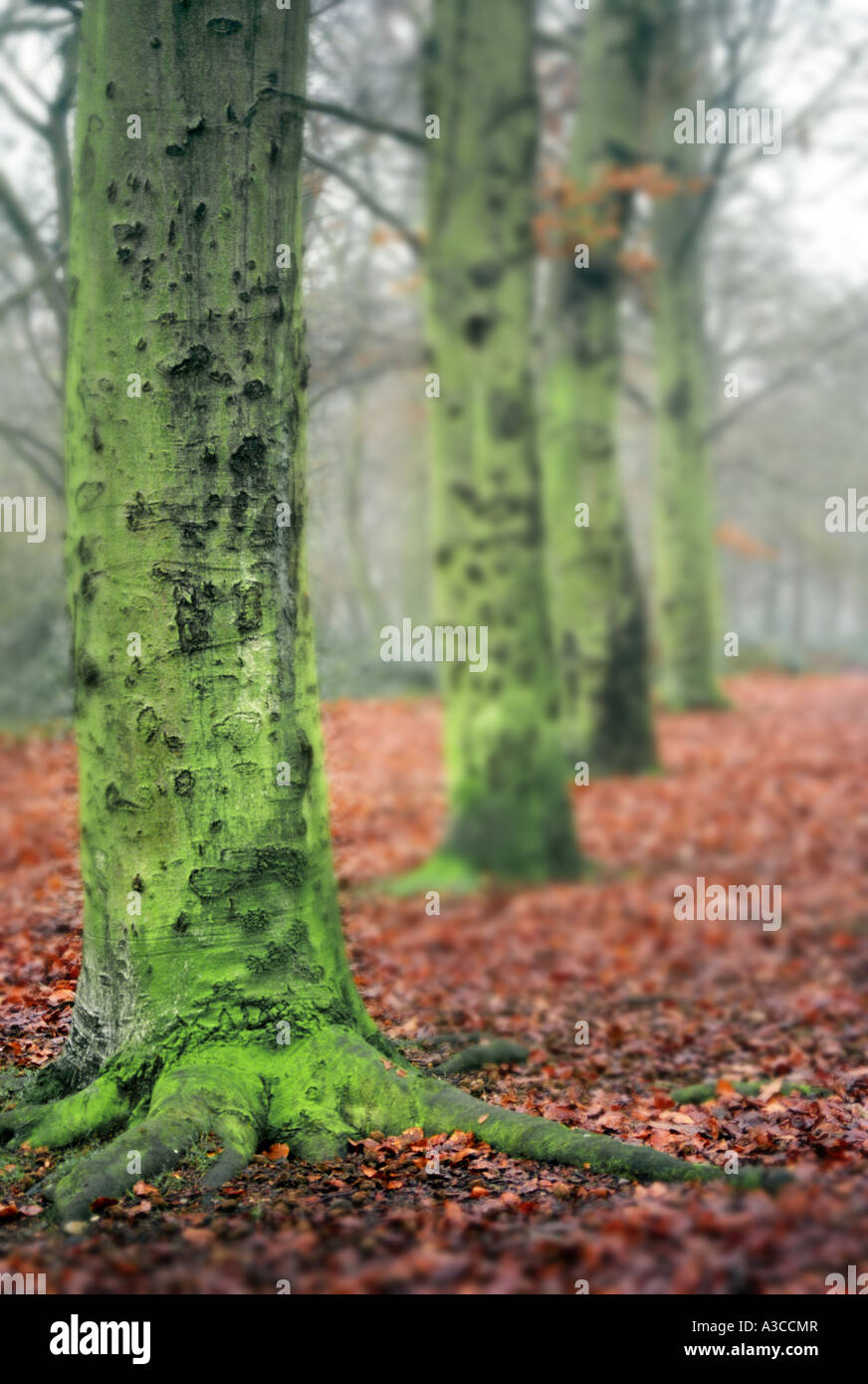 grüner Schimmel Bäume hintereinander Herbst-winter Stockfoto