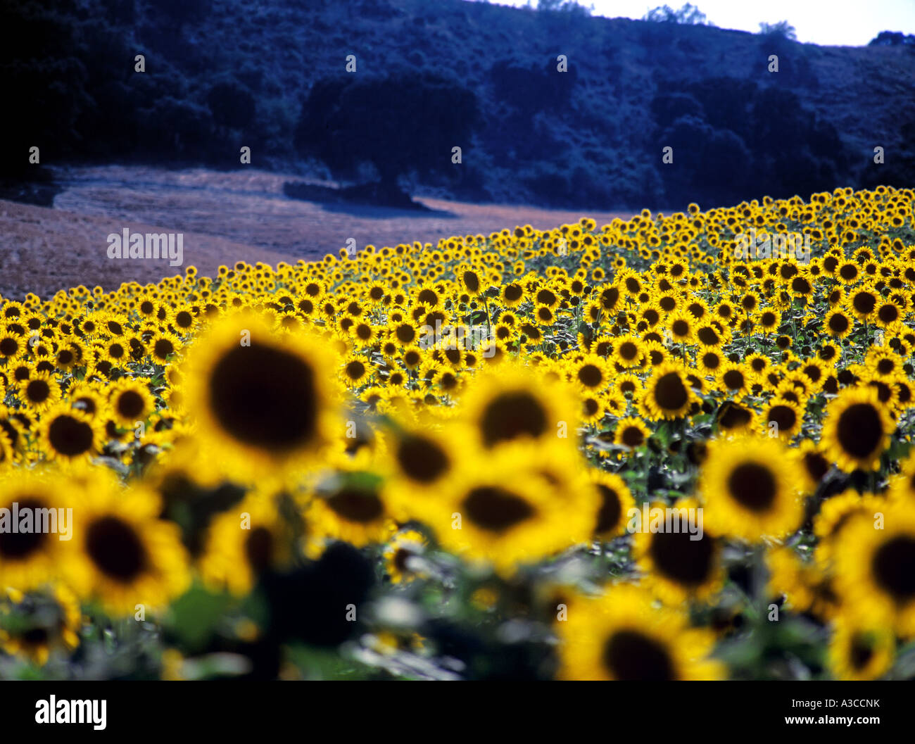 Feld von Sonnenblumen Cordoba Andalusien Südspanien Stockfoto