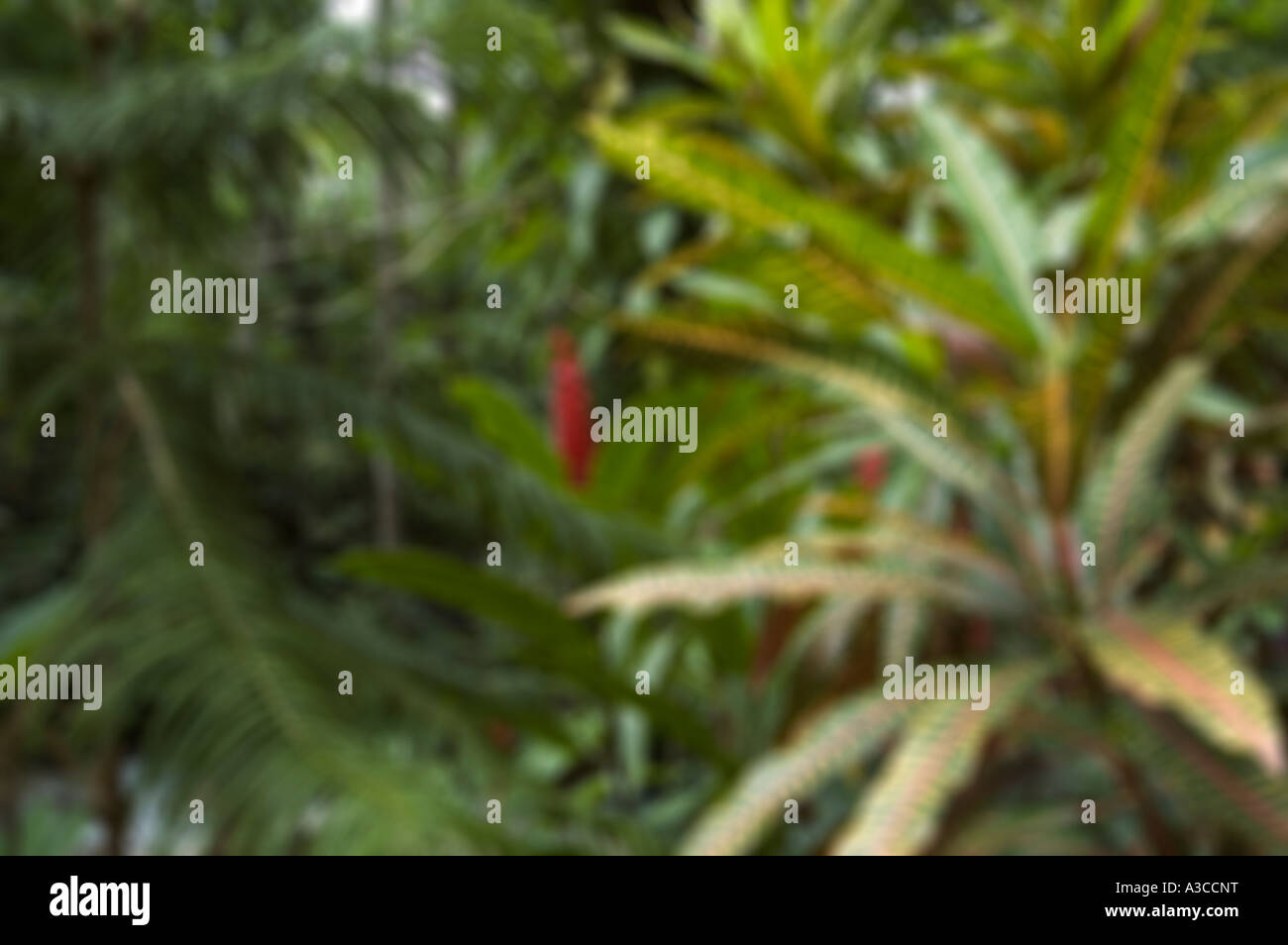 grünen tropischen Laub und Blätter Jamaika aus Fokus Hintergrund Stockfoto