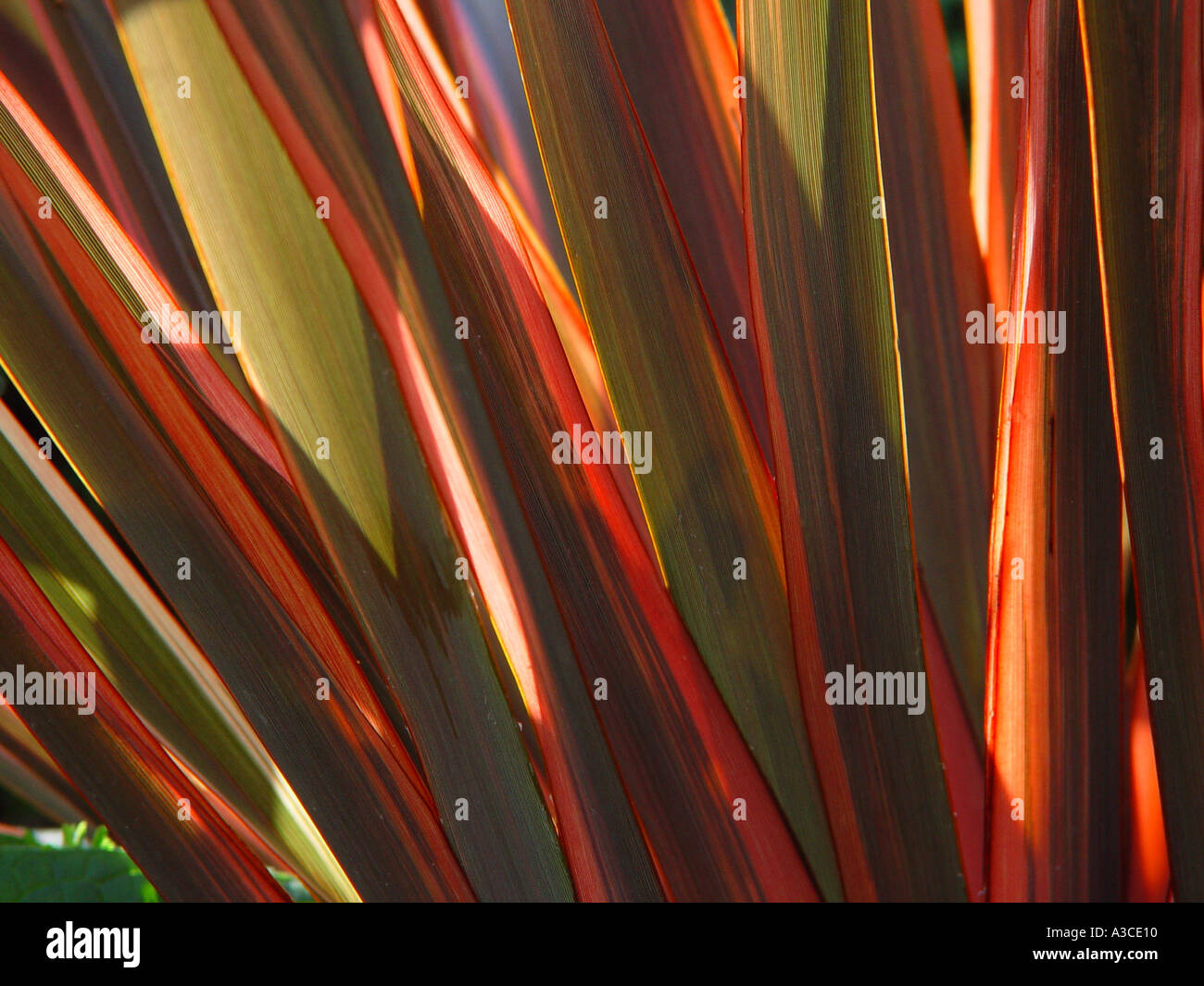 Phormium Sundowner Neuseeland Flachs Stockfoto