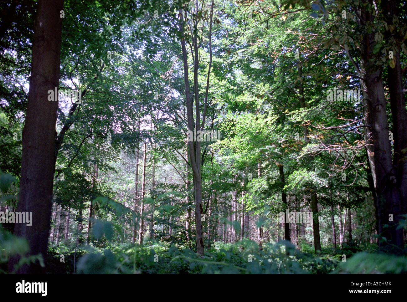 Woodland in Norfolk, England. Stockfoto