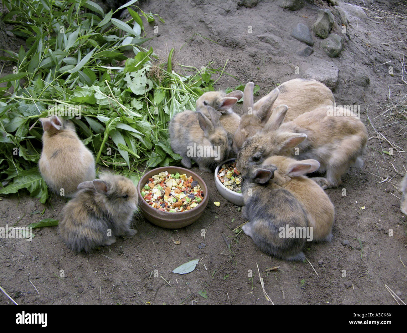 Zwerg Kaninchen (Oryctolagus Cuniculus F. Domestica), tierische Familie Fütterung Greens und Tiernahrung Stockfoto