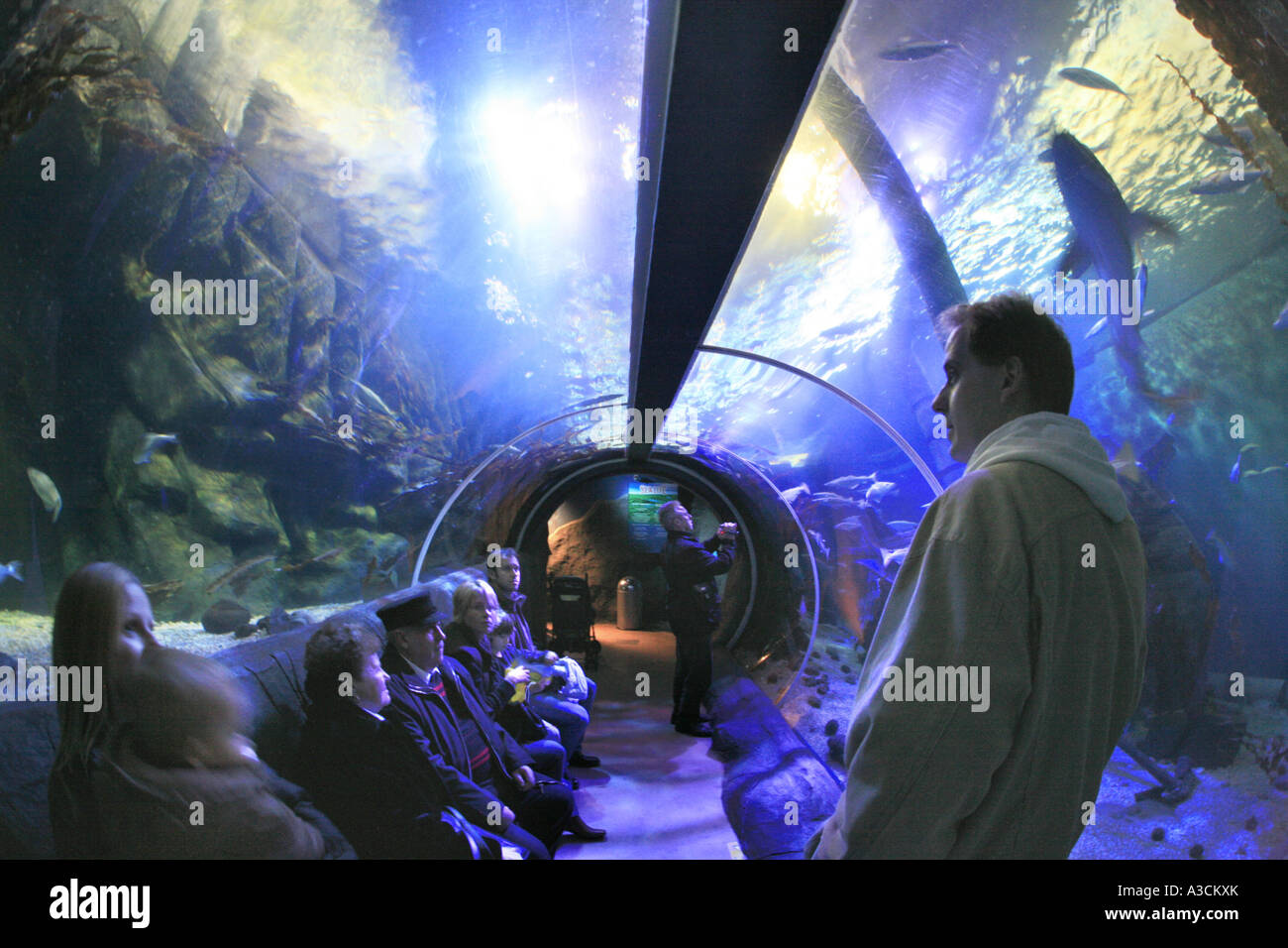 Besucher in einem Aquarium-tunnel Stockfoto