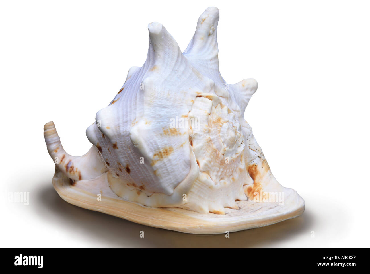 Gehörnter Helm, riesigen Helm (Cassis Cornuta), shell Stockfoto