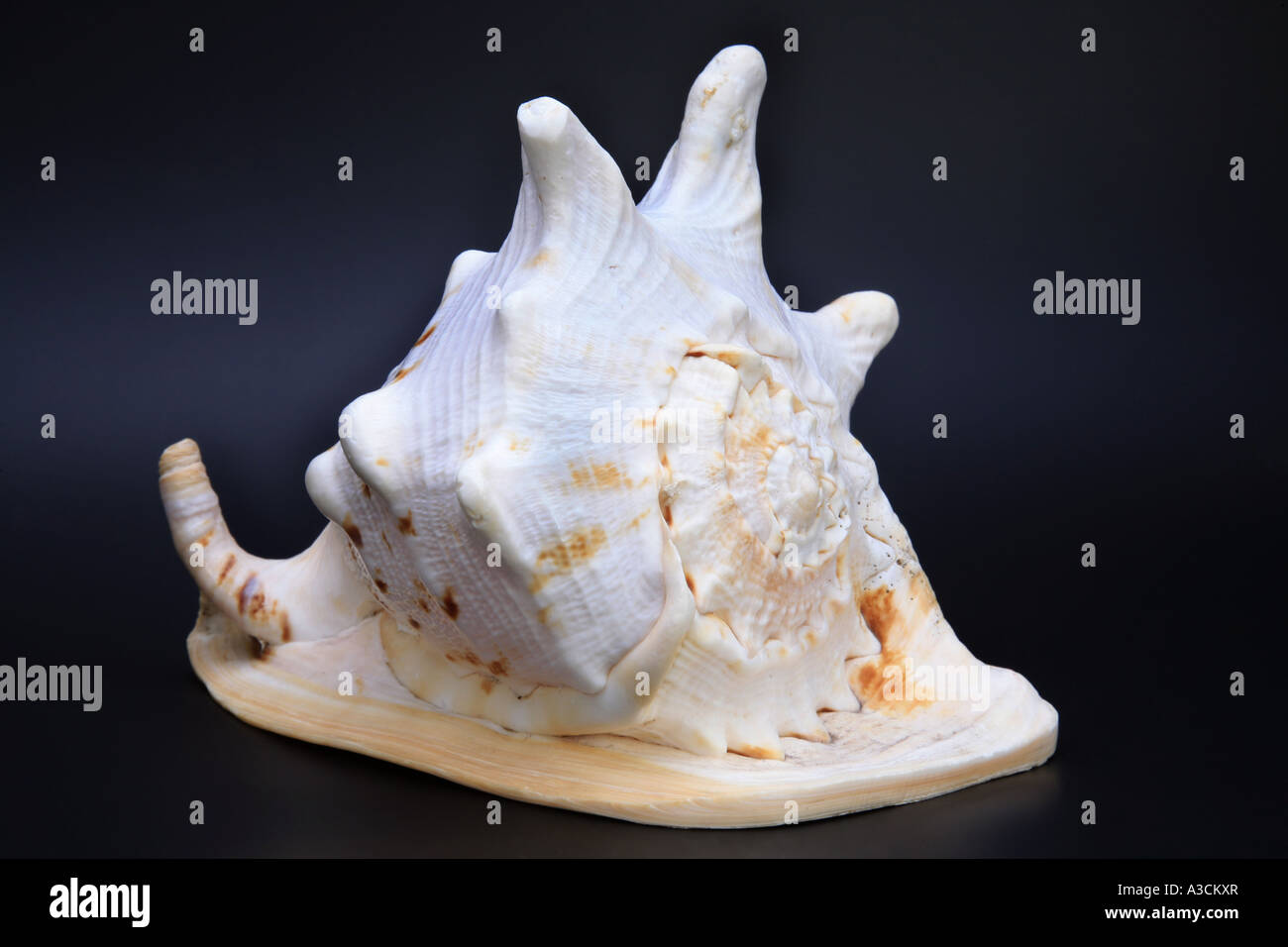 Gehörnter Helm, riesigen Helm (Cassis Cornuta), shell Stockfoto
