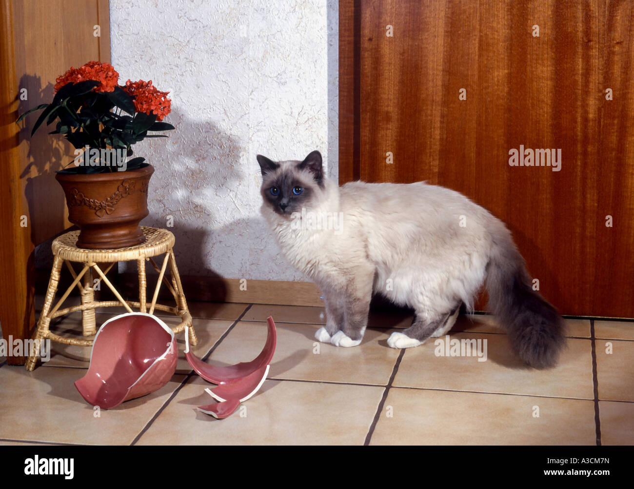 Heiligen Katze von Birma, Birma (Felis Silvestris F. Catus), neben eine zerbrochene vase Stockfoto