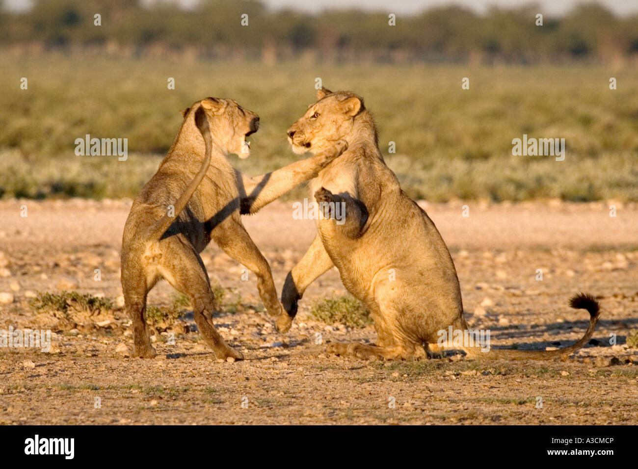 Löwe (Panthera Leo), Weibchen scharrt, Namibia Stockfoto