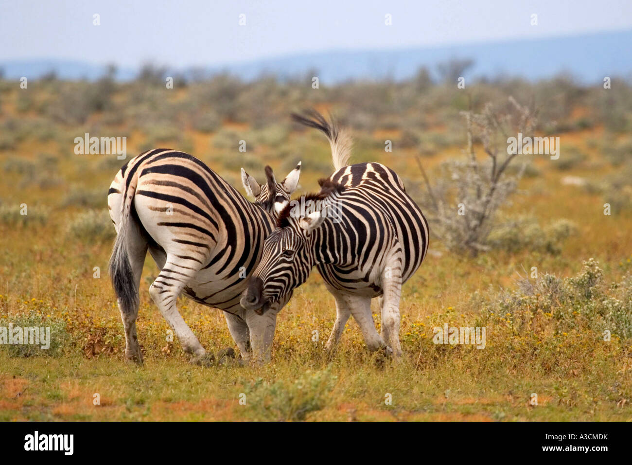 Böhm Zebra, Grant Zebra (Equus Quagga Boehmi, Equus Quagga Granti), kämpfen, Namibia Stockfoto
