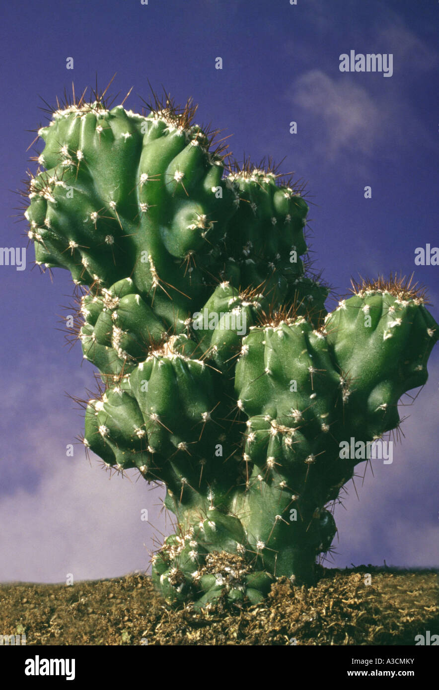 Neugier-Anlage; Peruanische Torch, peruanischer Kaktus, Crested Spalte Kaktus (Cereus Peruvianus Monstrosus, Cereus Uruguayanus Monst Stockfoto