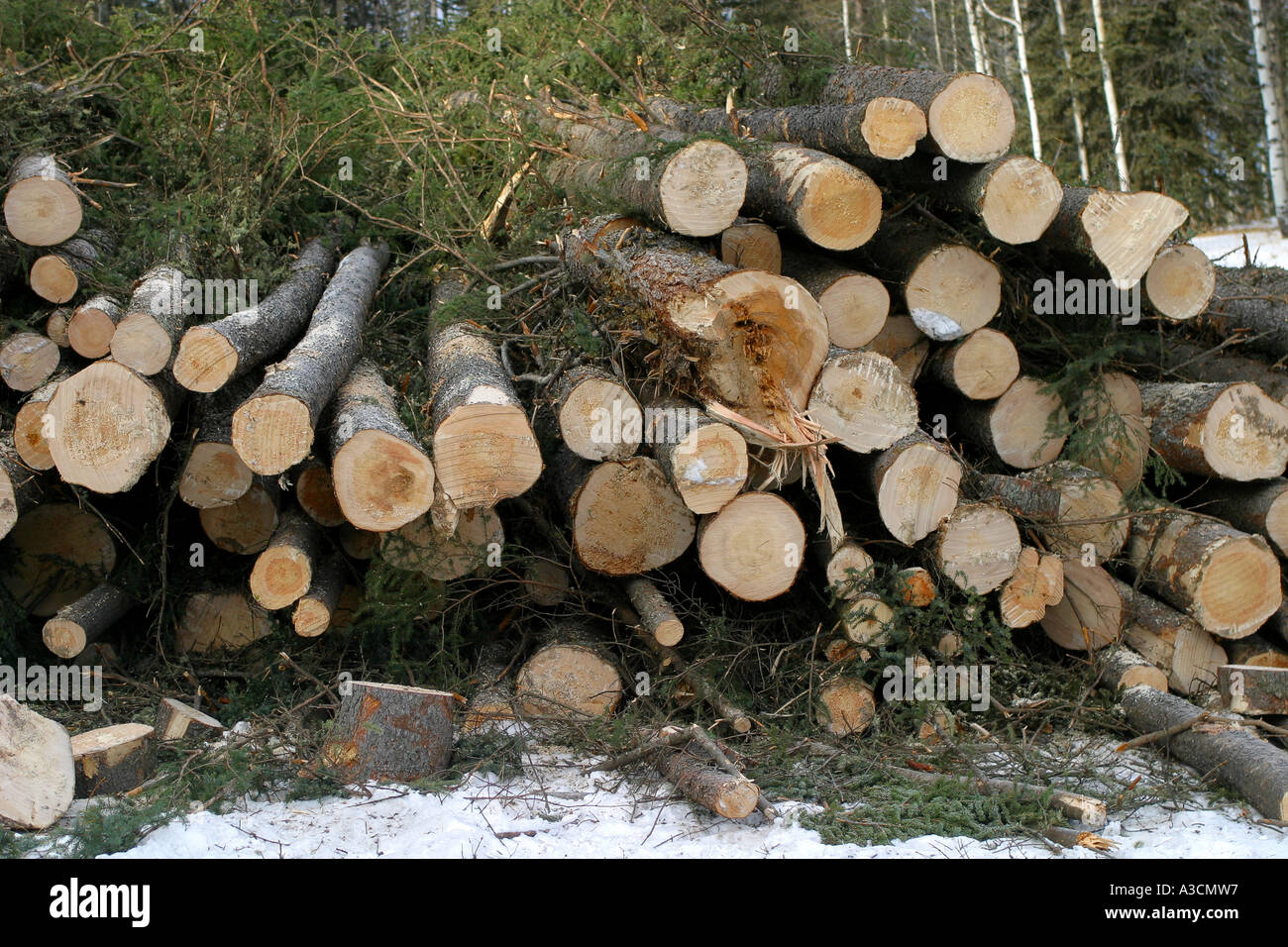 Holzverarbeitende Industrie; Haufen von Protokollen Stockfoto