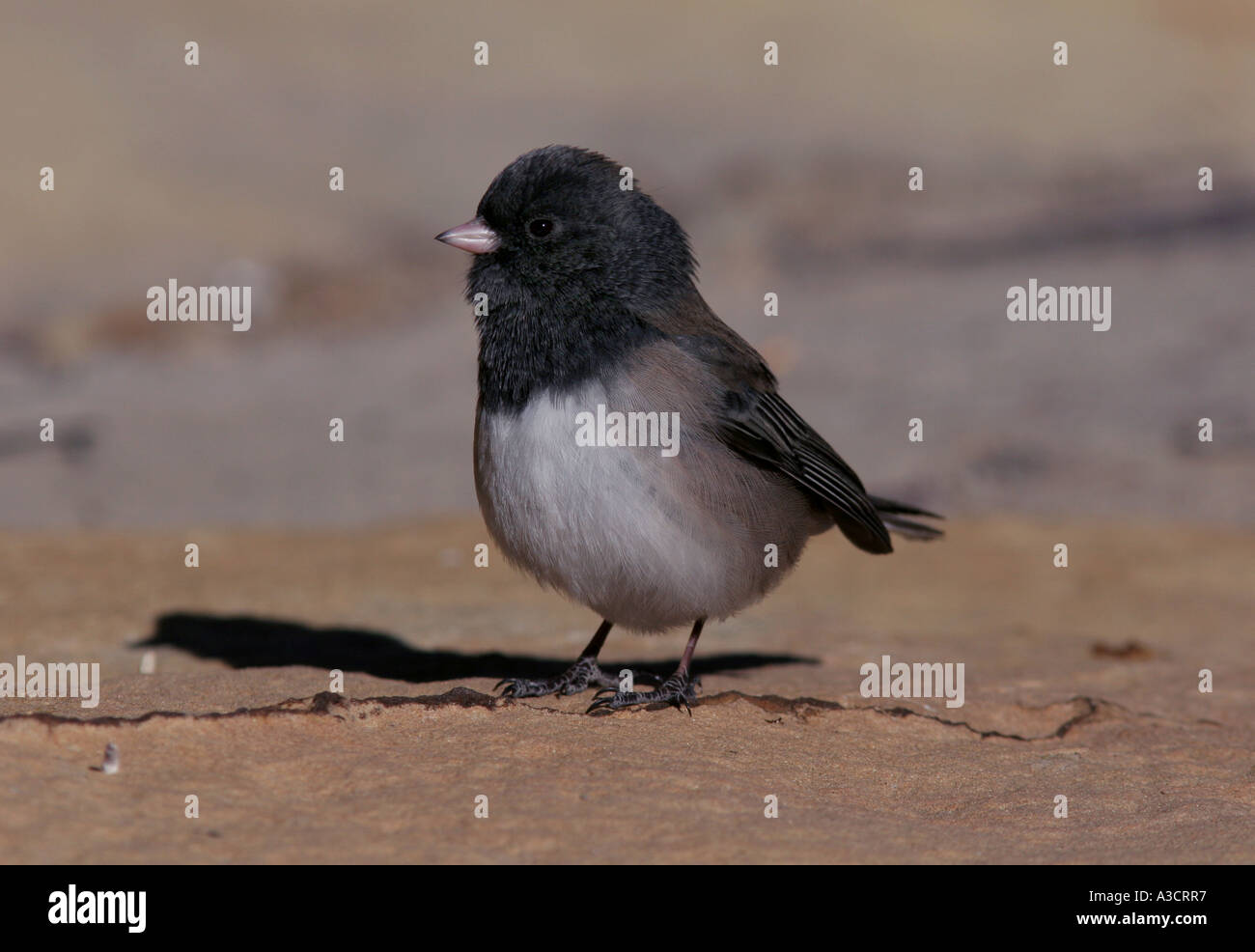 dunkle Augen Junco Oregon Rennen Stockfoto