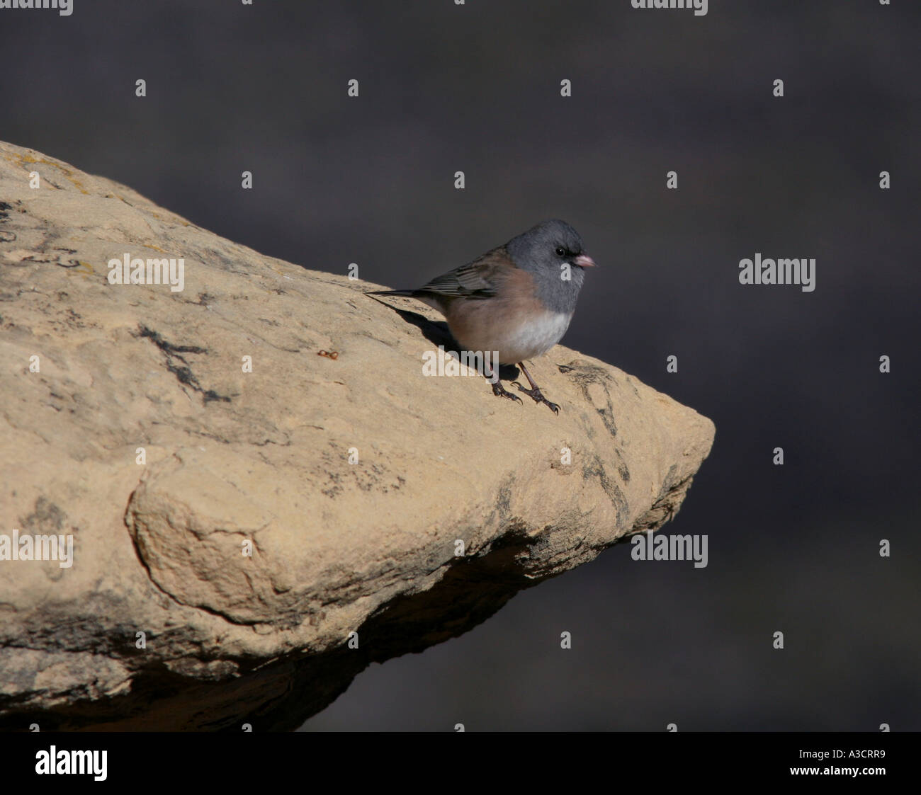 dunkle Augen Junco Oregon Rennen Stockfoto