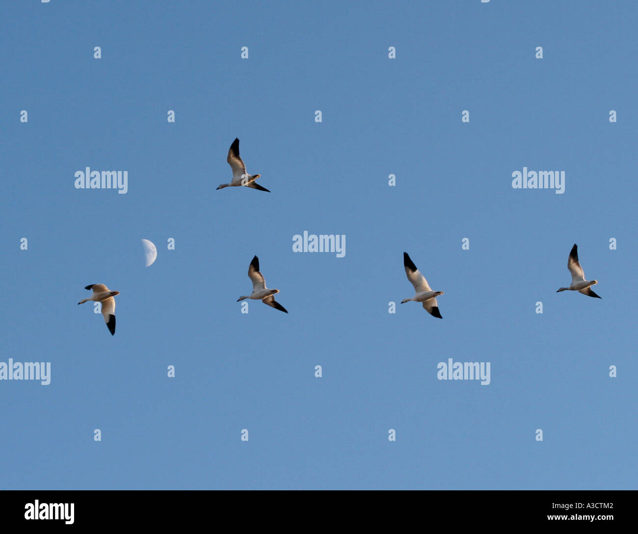 Schneegänse Mond fliegen Stockfoto