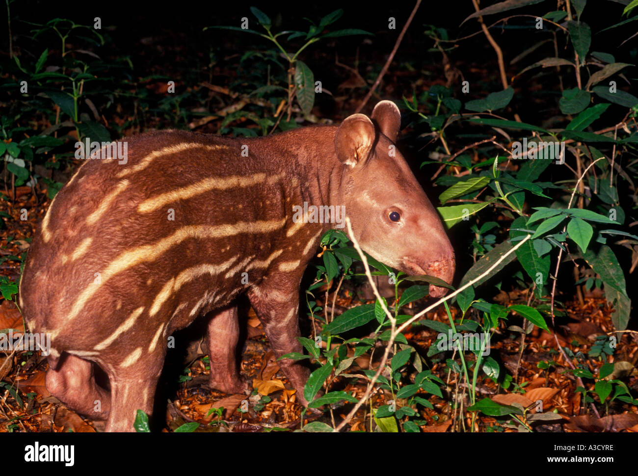 1, 1, Brazilian Tapir, juvenile Tapir, Tapir, Rio Ariau, Ariau Fluss, Amazon River Basin, Amazonas, Brasilien, Südamerika Stockfoto