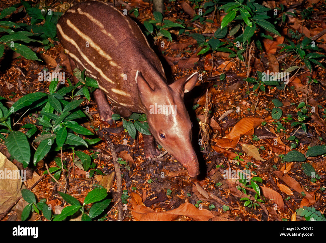 1, 1, Brazilian Tapir, juvenile Tapir, Tapir, Rio Ariau, Ariau Fluss, Amazon River Basin, Amazonas, Brasilien, Südamerika Stockfoto