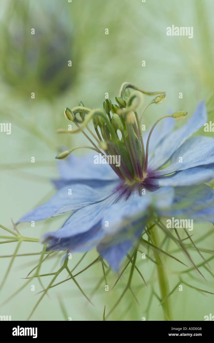 Nigella Damascena Miss Jekyll Trivialname Liebe in eine MistNIGELLA DAMASCENA, "MISS JEKYLL" (LOVE-IN-A-MIST) Stockfoto