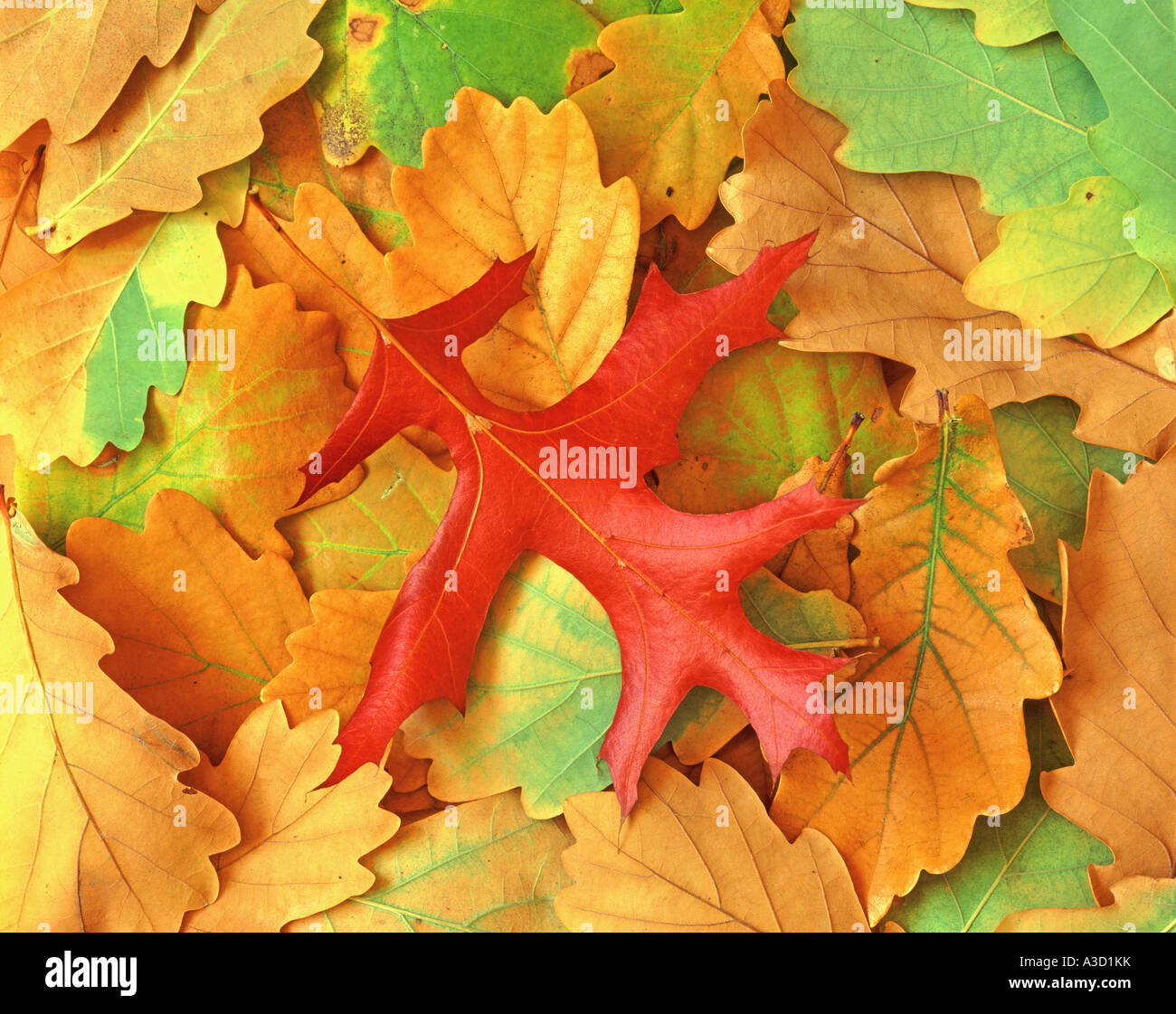 Eiche Blätter im Herbst Quercus Robur, Quercus palustris Stockfoto