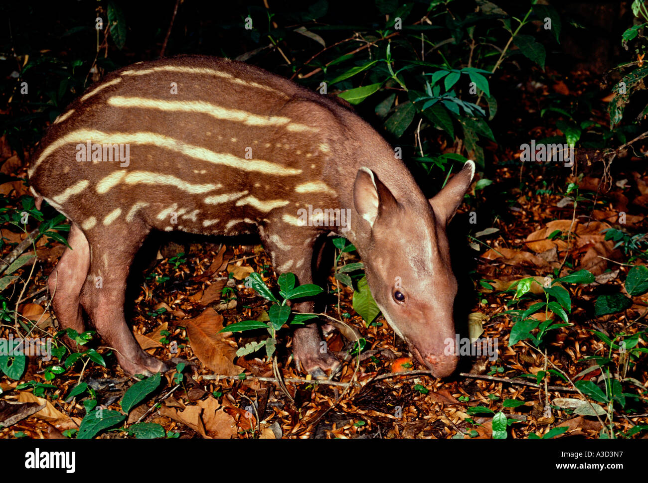 1, 1, Brazilian Tapir, juvenile Tapir, Tapir, Rio Ariau, Ariau Fluss, Amazon River Basin, Amazonas, Brasilien, Südamerika Stockfoto