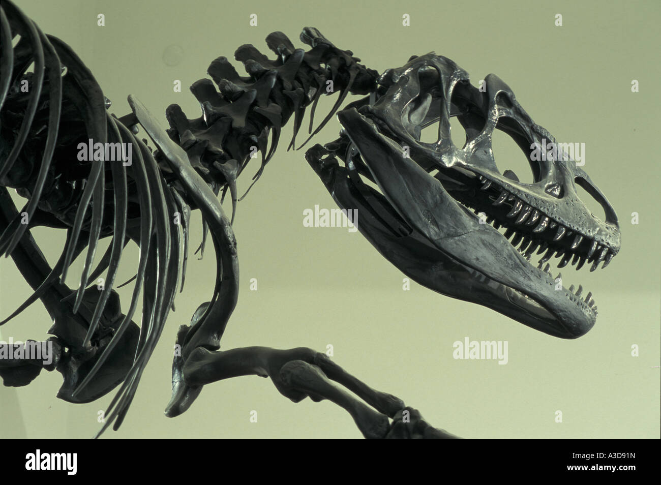 Wissenschaft-Dinosaurier-Ausstellung Stockfoto