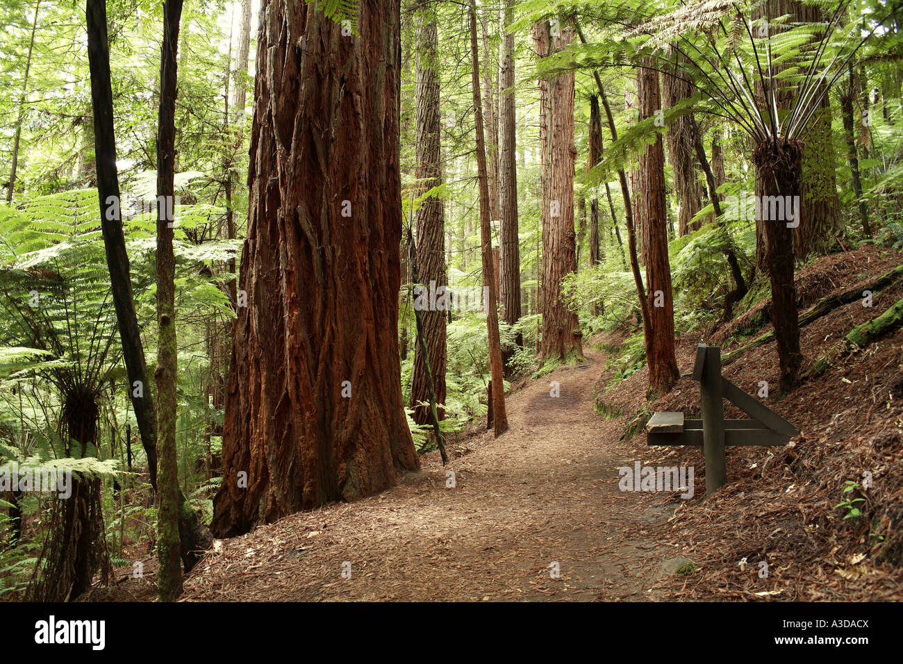 Redwood Forest Stockfoto