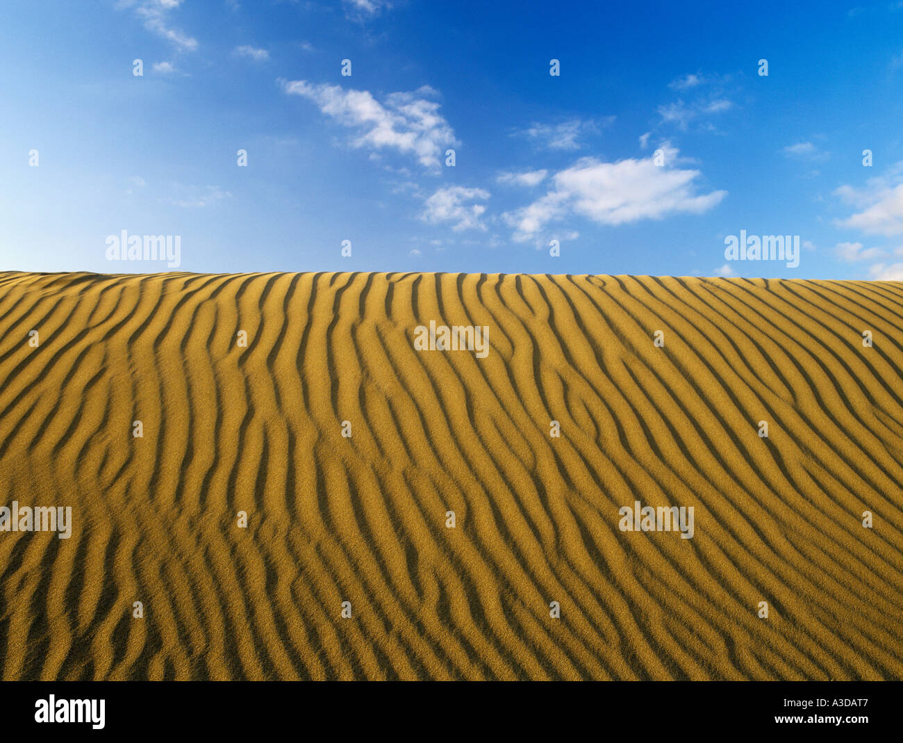 GEWELLT SANDDÜNE am Strand gegen blauen Himmel im Abendlicht. Maspalomas Gran Canaria Spanien Stockfoto