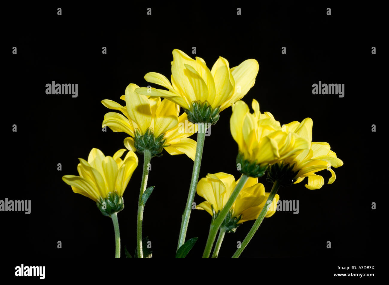 Marguerite Blüten auf schwarzem Hintergrund Stockfoto