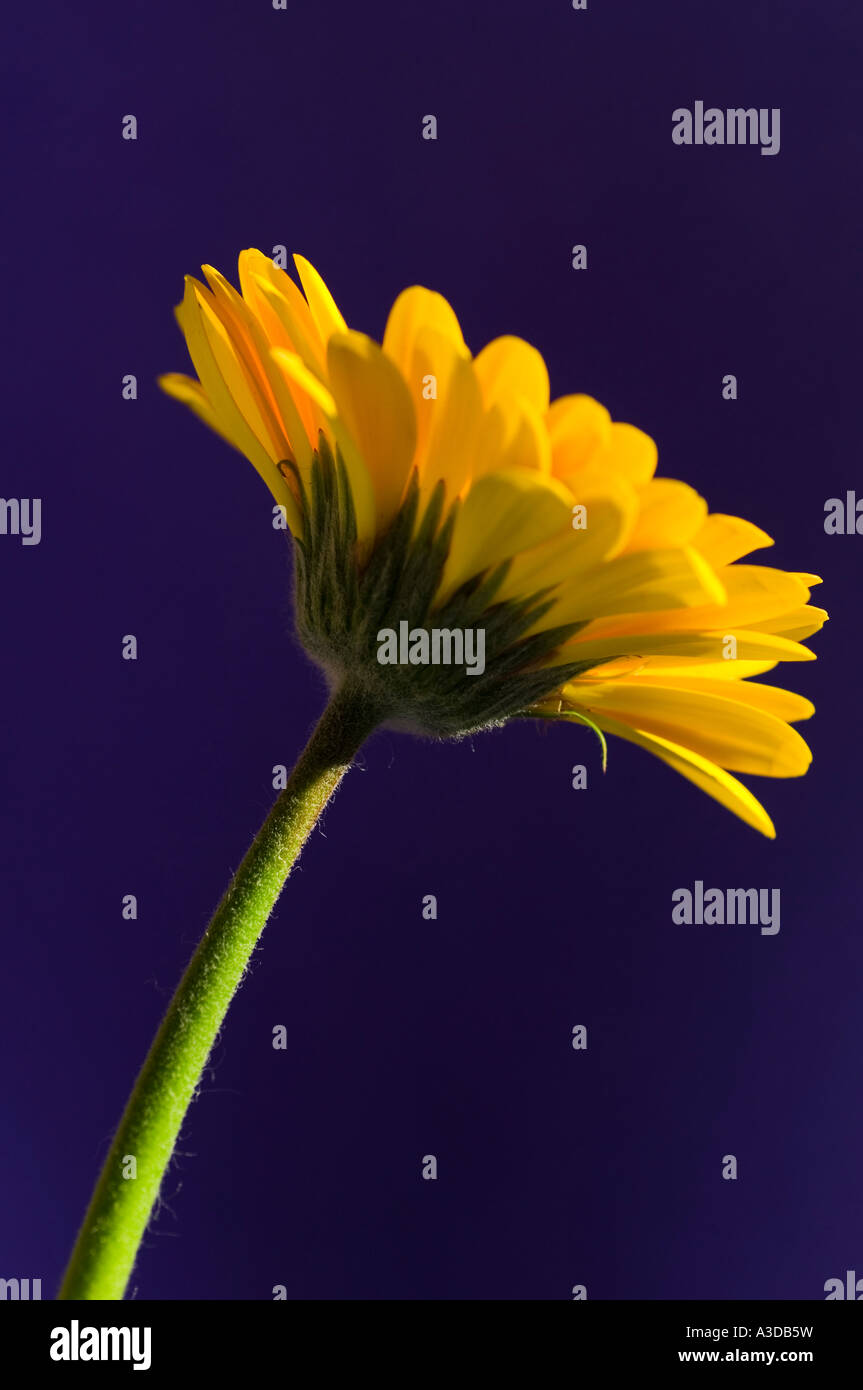 vertikale Aufnahme einer gelben Gerbera-Blume Stockfoto