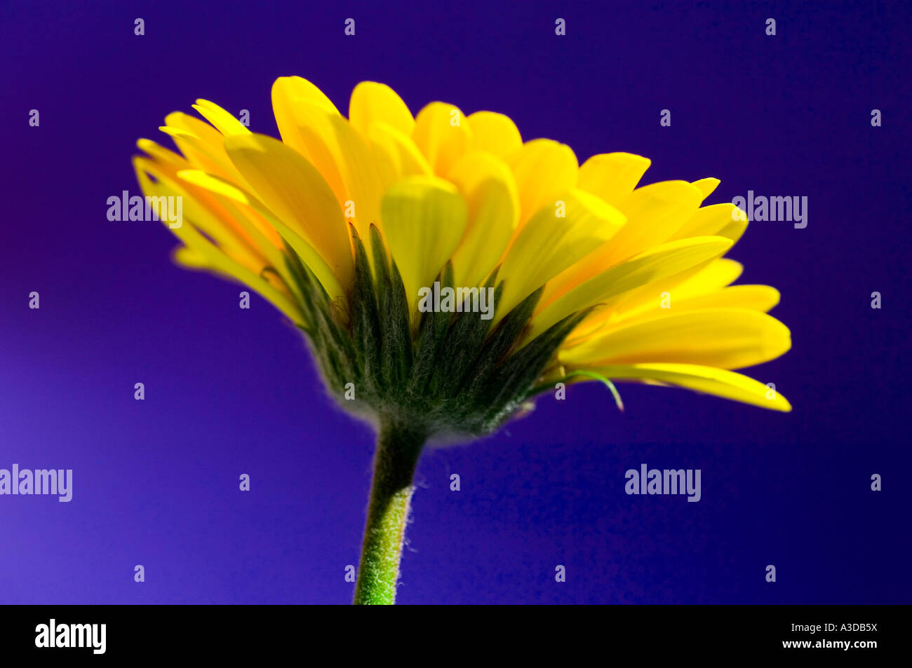 Horizental Schuss einer gelben Gerbera-Blume Stockfoto