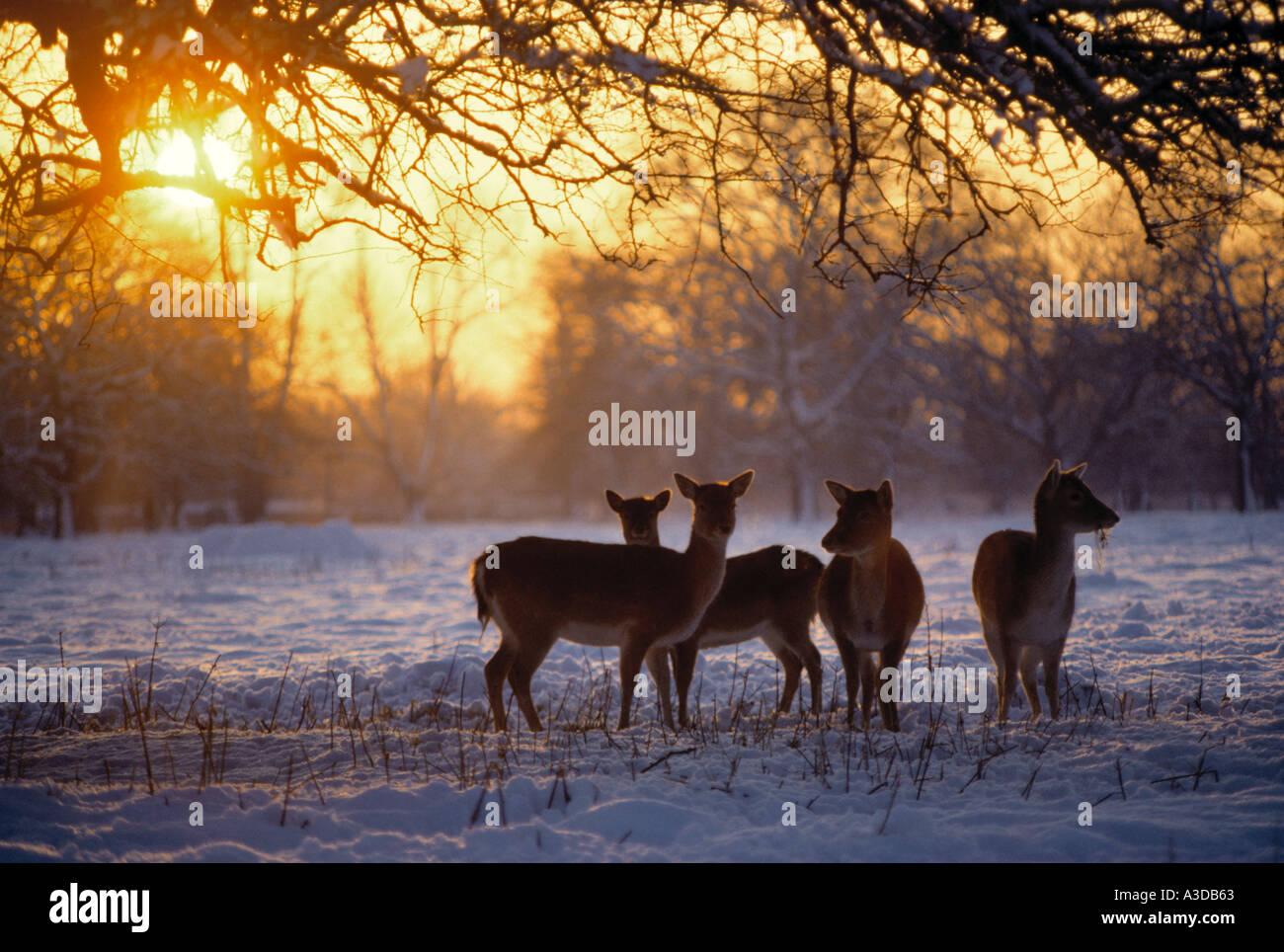 Hirsche im Schnee Bushy Park London England Stockfoto