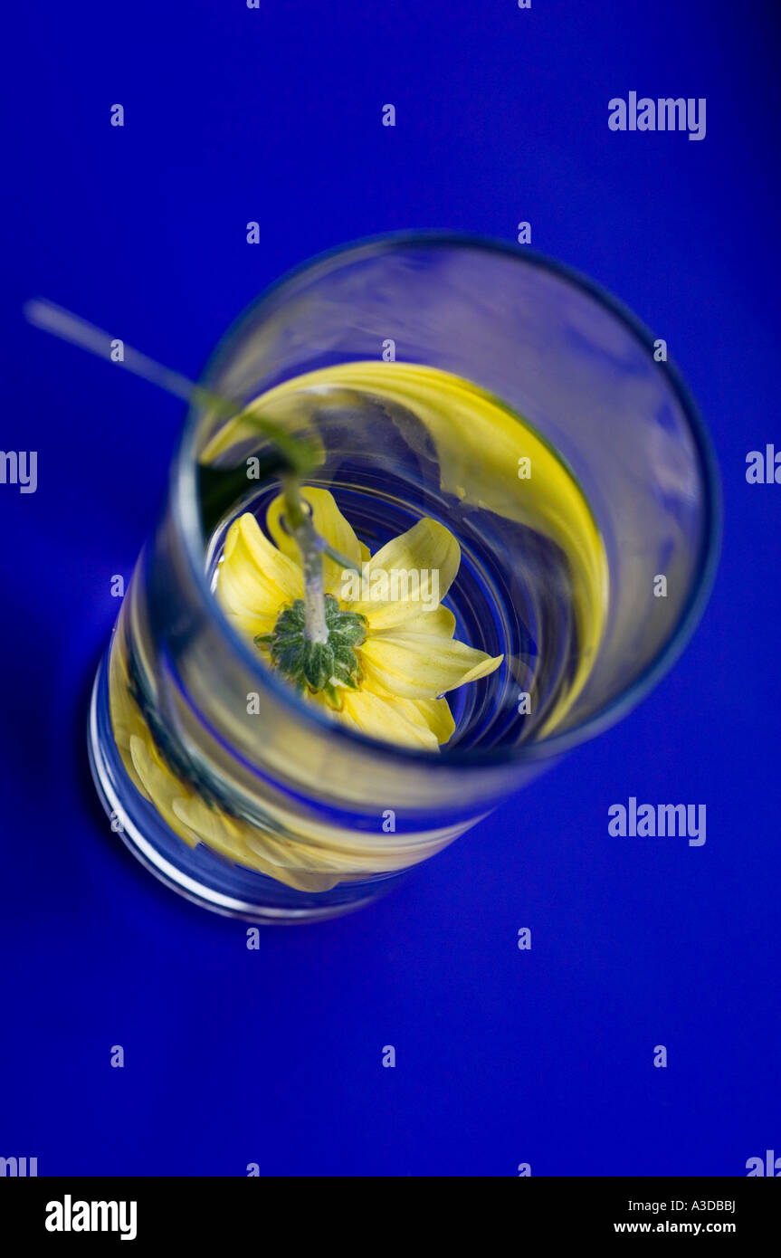 Erhöhten Blick auf eine gelbe Marguerite Blume eingetaucht kopfüber in ein Glas Wasser auf einem blauen Hintergrund Stockfoto