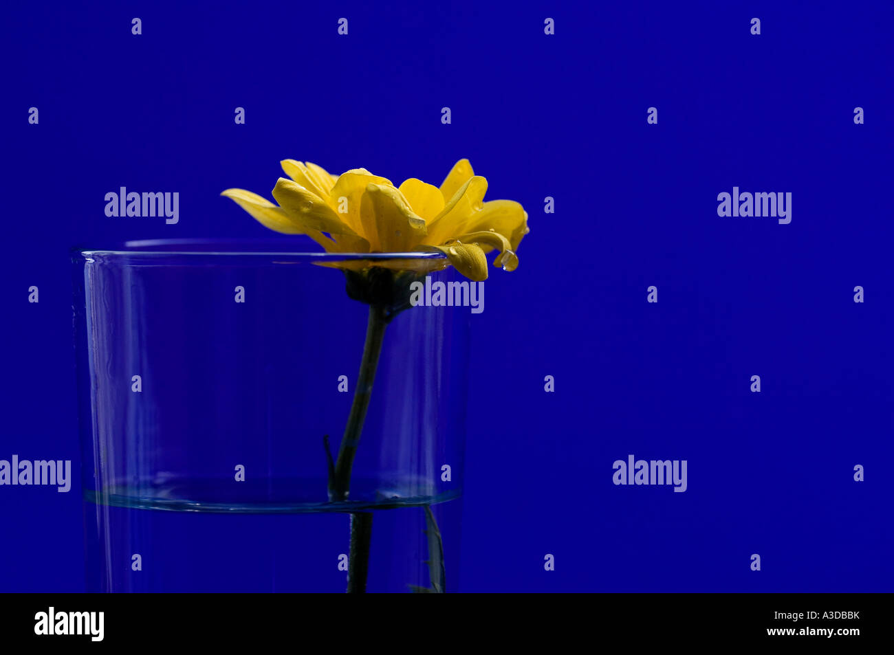 Marguerite Blume in ein Glas Wasser auf einem blauen Hintergrund gelb Stockfoto