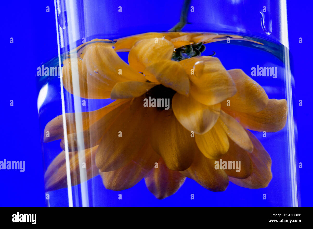 Gelbe Marguerite Blume mitten in einem Glas Wasser auf einem blauen Hintergrund Stockfoto