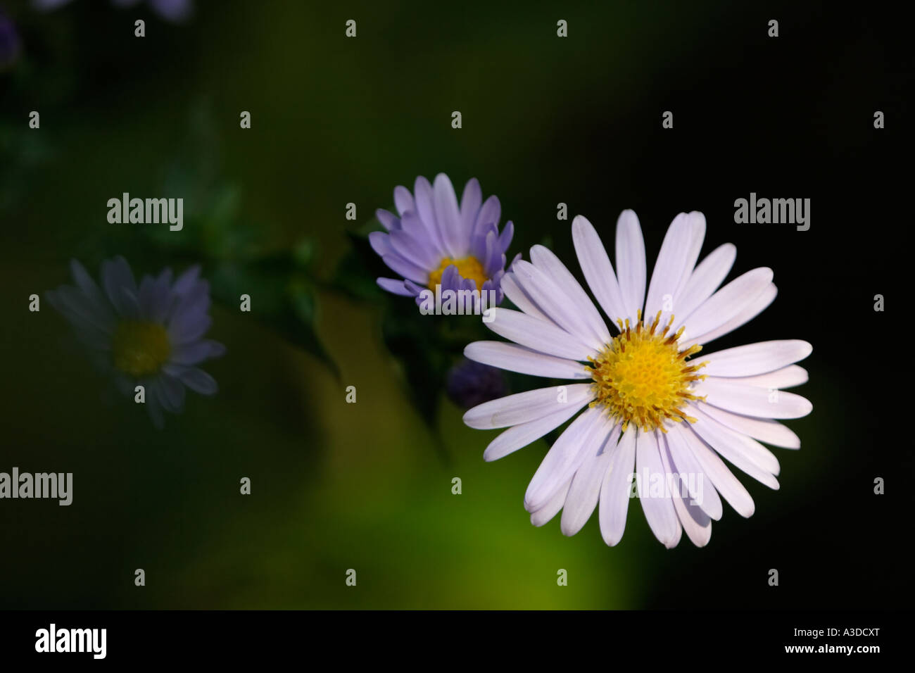 Rosa Aster in dramatischen Licht Stockfoto