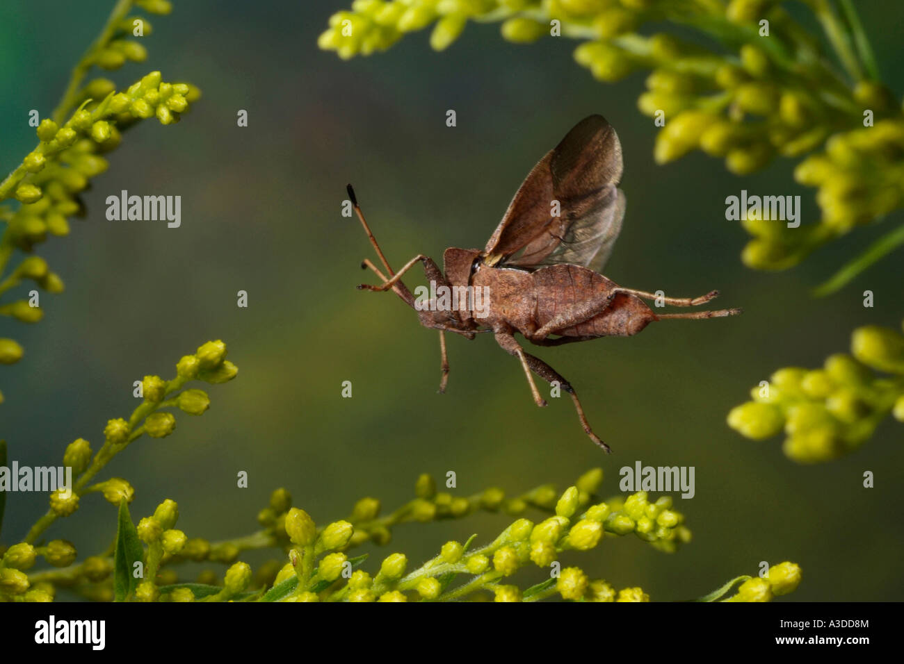 Dock Bug (Coreus Marginatus) Stockfoto