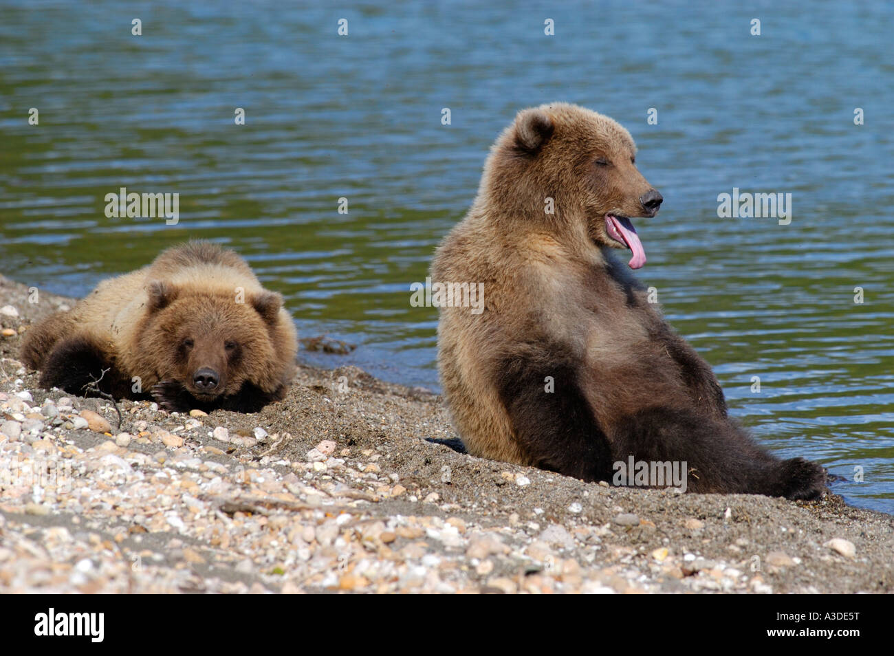 Hybriden (Ursus Arctos) zwei Cubs sind müde und ruht, Brooks River Katmai Nationalpark Alaska USA Stockfoto