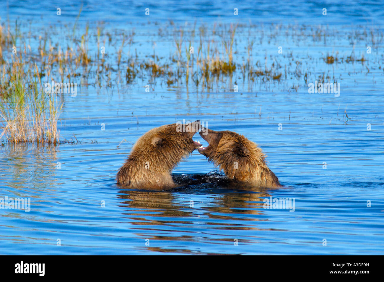 Hybriden (Ursus Arctos) zwei Jungen spielen im Wasser, Brooks River Katmai Nationalpark Alaska USA Stockfoto