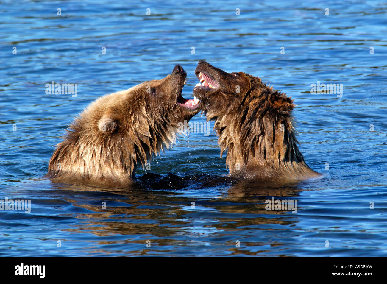 Hybriden (Ursus Arctos) zwei Jungen spielen im Wasser, Brooks River Katmai Nationalpark Alaska USA Stockfoto