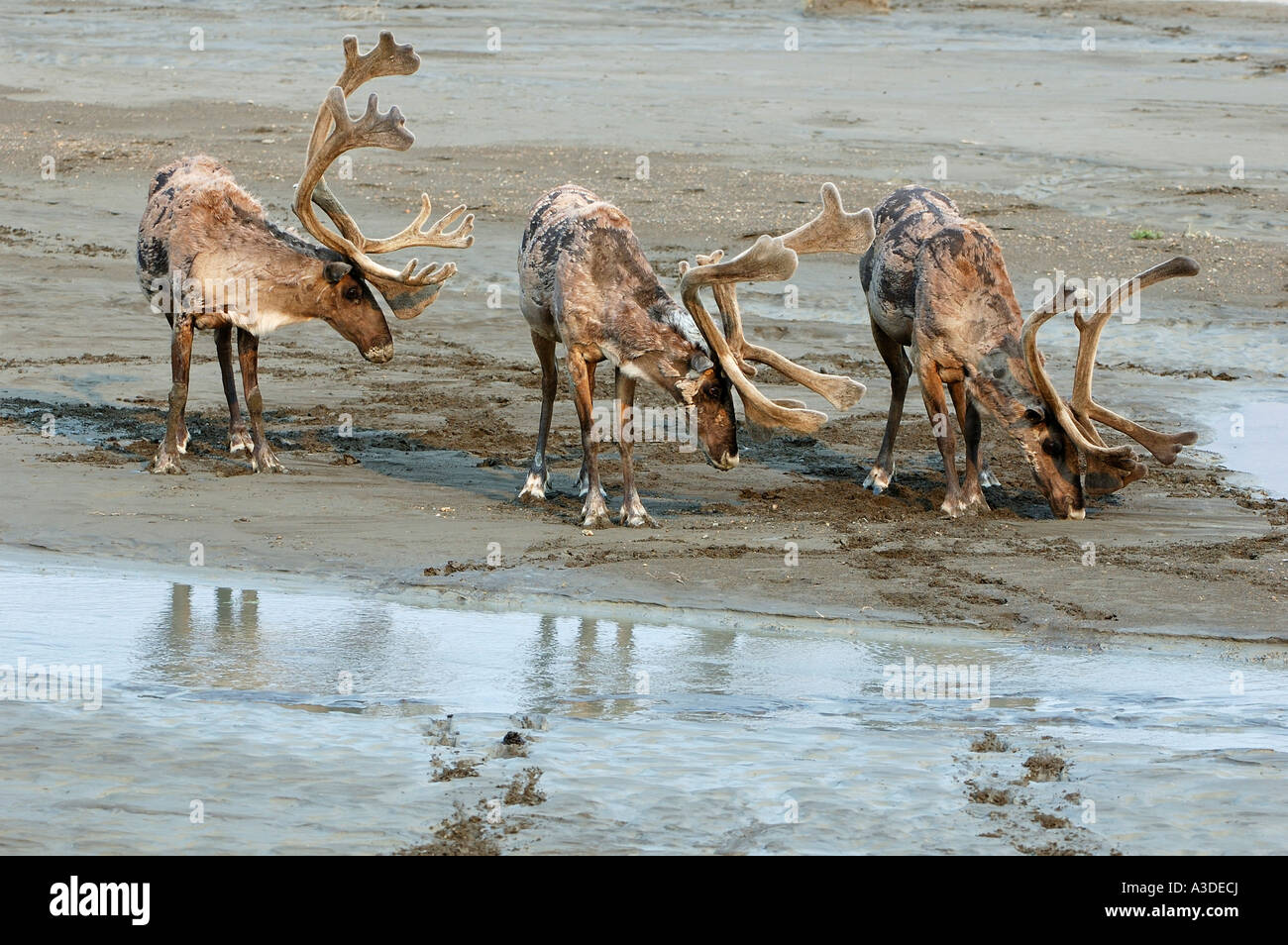 Caribou (Rangifer Tarandus) Hirsche Geweihe in samt Kommissionierung Mineralien Denali Nationalpark Alaska USA Stockfoto
