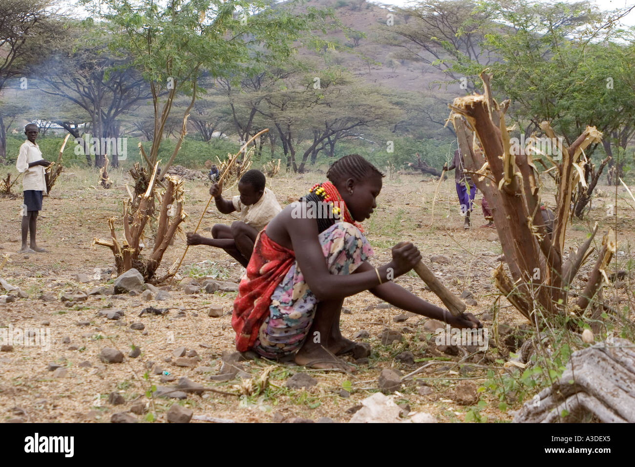 Oxfam-Bargeld für Arbeitsablauf, eine Frau, die auf die Entfernung von Prosopis Busch, einer gefährlichen Strauch, 4 Zoll Dornen in wächst Stockfoto