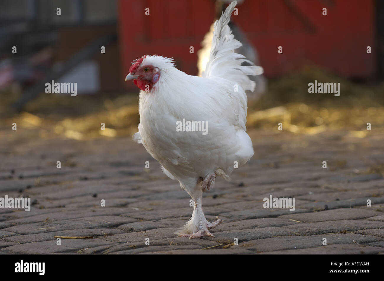 Weißes Huhn Stockfoto