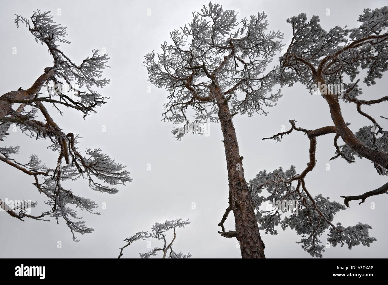 Kiefer (Pinus) im Winter Stockfoto