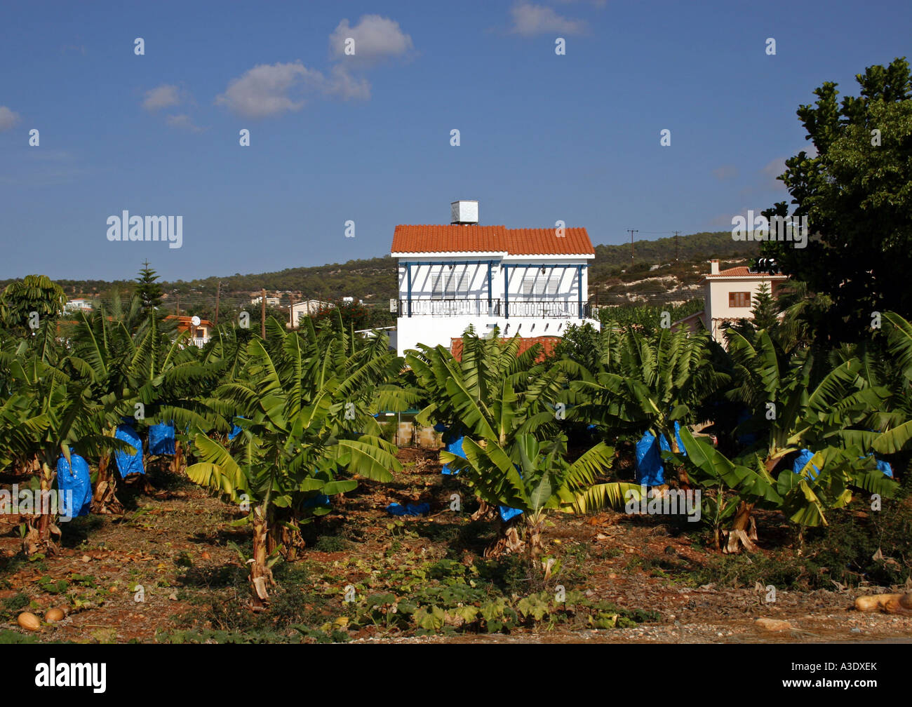 VILLA IN EINER BANANENPLANTAGE. ZYPERN. EUROPA. Stockfoto