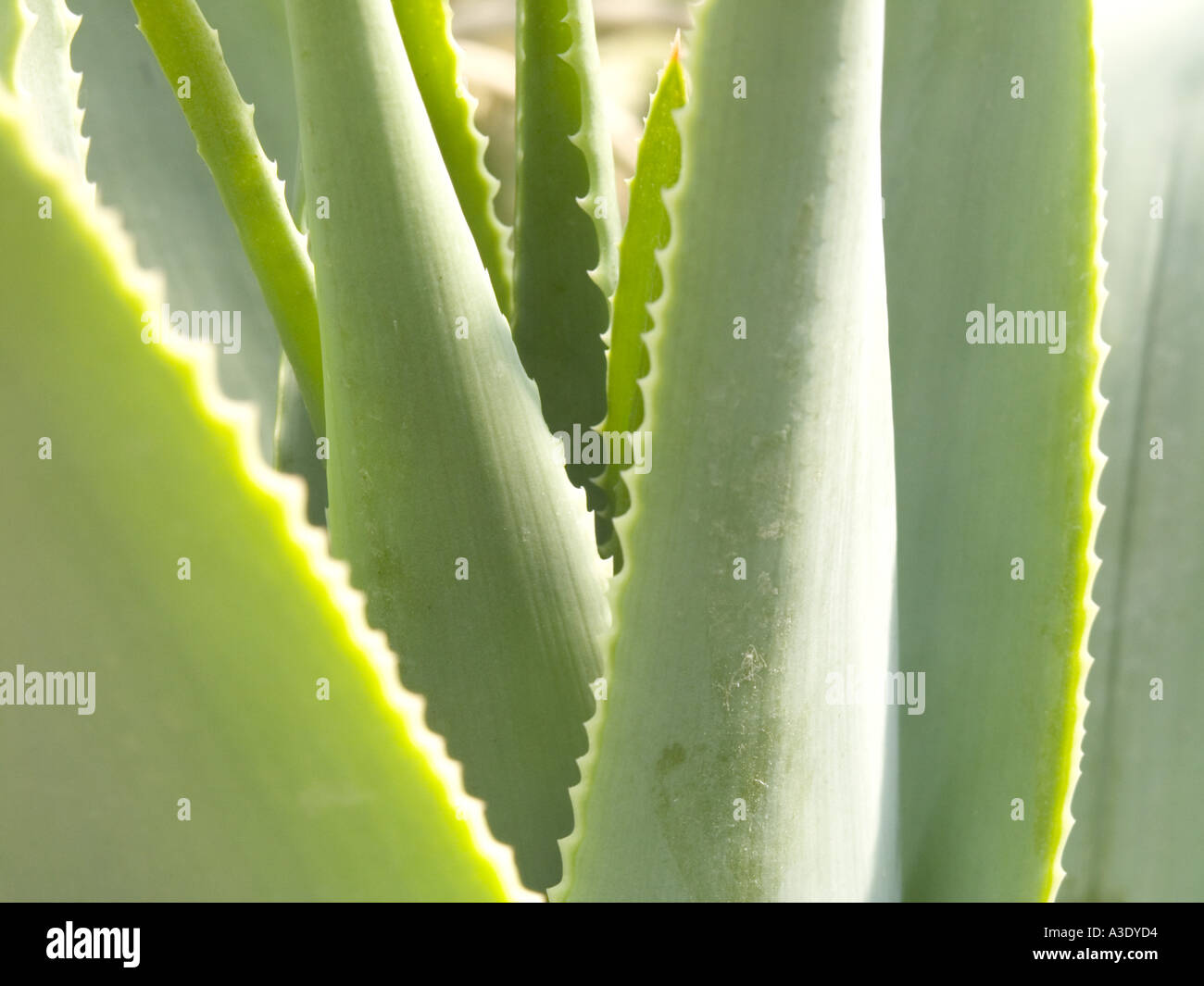 Grüne Blätter Botanischer Garten Pflanze Baum Busch Gewächshaus München Stockfoto