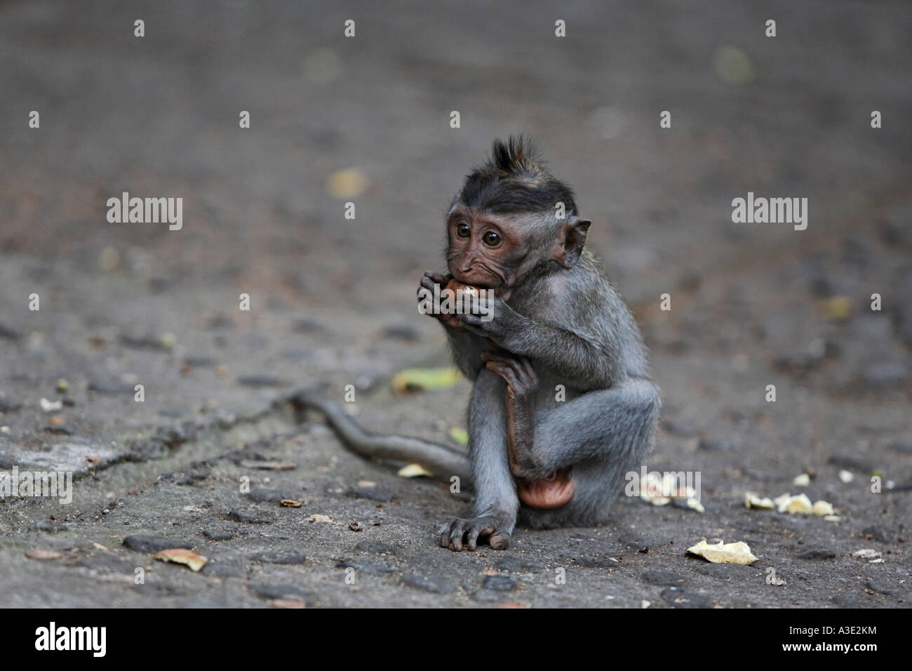 Krabbe-Essen Makaken (Macaca Fascicuiaris) in Monkeyforest, Ubud, Bali, Indonesien Stockfoto